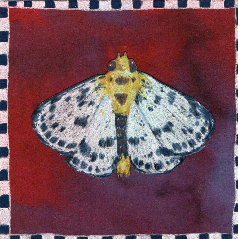 papillon-blanc