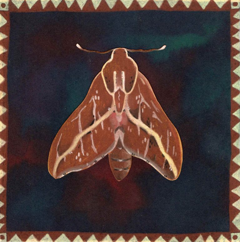 papillon-marron